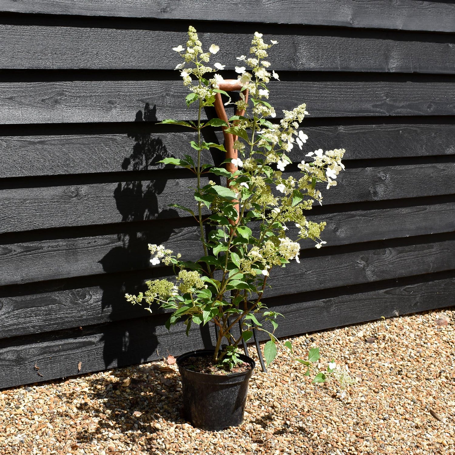 Hydrangea paniculata Kyushu - 40-60cm, 5lt