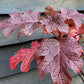 Hydrangea quercifolia 'Ruby Slippers' | Oak Leaf Hydrangea - 60-80cm, 10lt