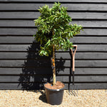 Sweet Orange Tree | Citrus sinensis 'Naranjo' - Tree - Clear Stem 30-60cm - Height 110-140cm - 25lt