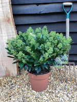 Skimmia japonica 'Finchy' - 70-80cm, 10lt