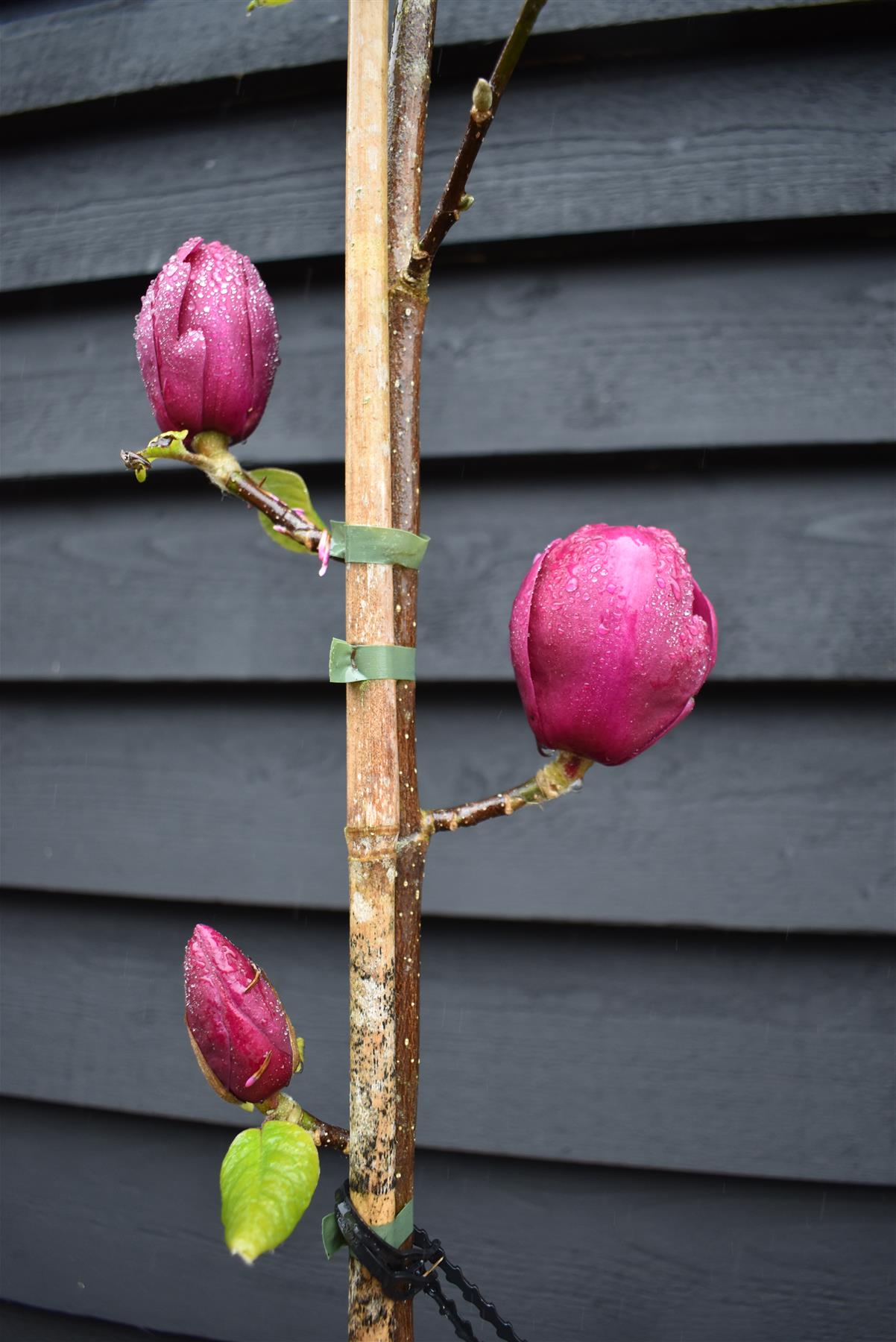 Magnolia Black Tulip - 140-180cm, 10lt