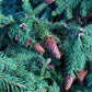 Picea abies Pusch | Norway spruce 'Pusch' - Height 80cm - Width 50-60cm - 35lt