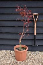 Acer palmatum 'Beni-maiko' | Japanese maple 'Beni-maiko' - Bushy - 110-140cm - 15lt