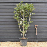 Malus Communis - 'Fuji' - Apple Tree - Espalier - Height 140-150cm - 30lt