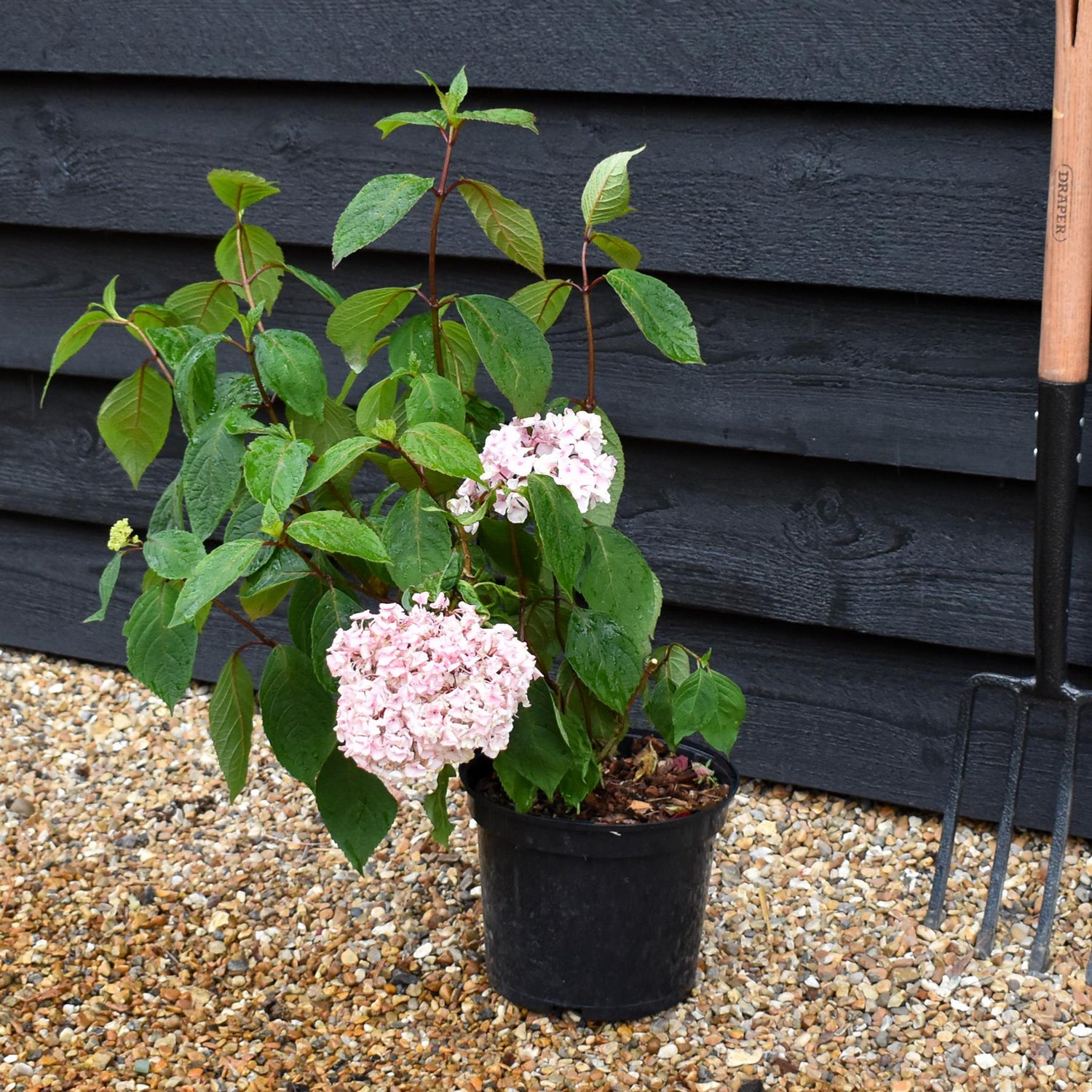 Hydrangea 'Preziosa' - 5lt