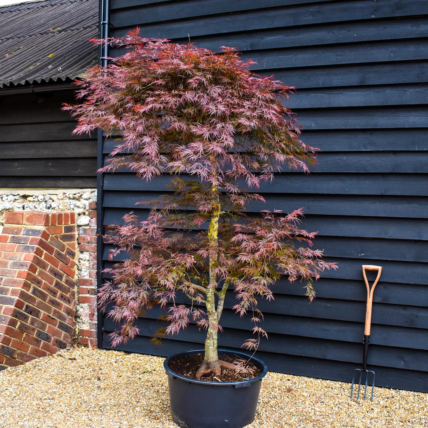 Acer palmatum 'Garnet' | Garnet Japanese Maple - Bushy - Height 180-200cm - 90lt