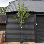 Populus nigra 'Italica' | Lombardy Poplar Tree - Standard - Height 430-450cm - 55lt