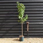 Prunus Dulics | Flowering Almond Tree, Height 170-180cm , 12lt
