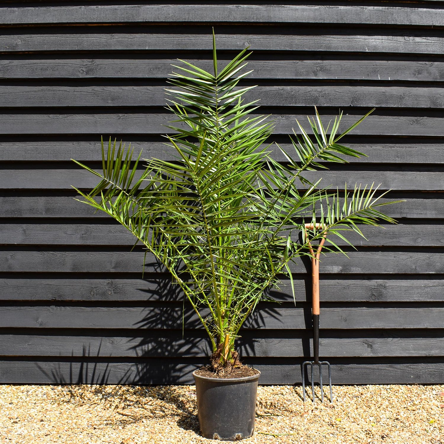 Canary Island Date Palm | Phoenix canariensis - Height 150-170cm - 30lt