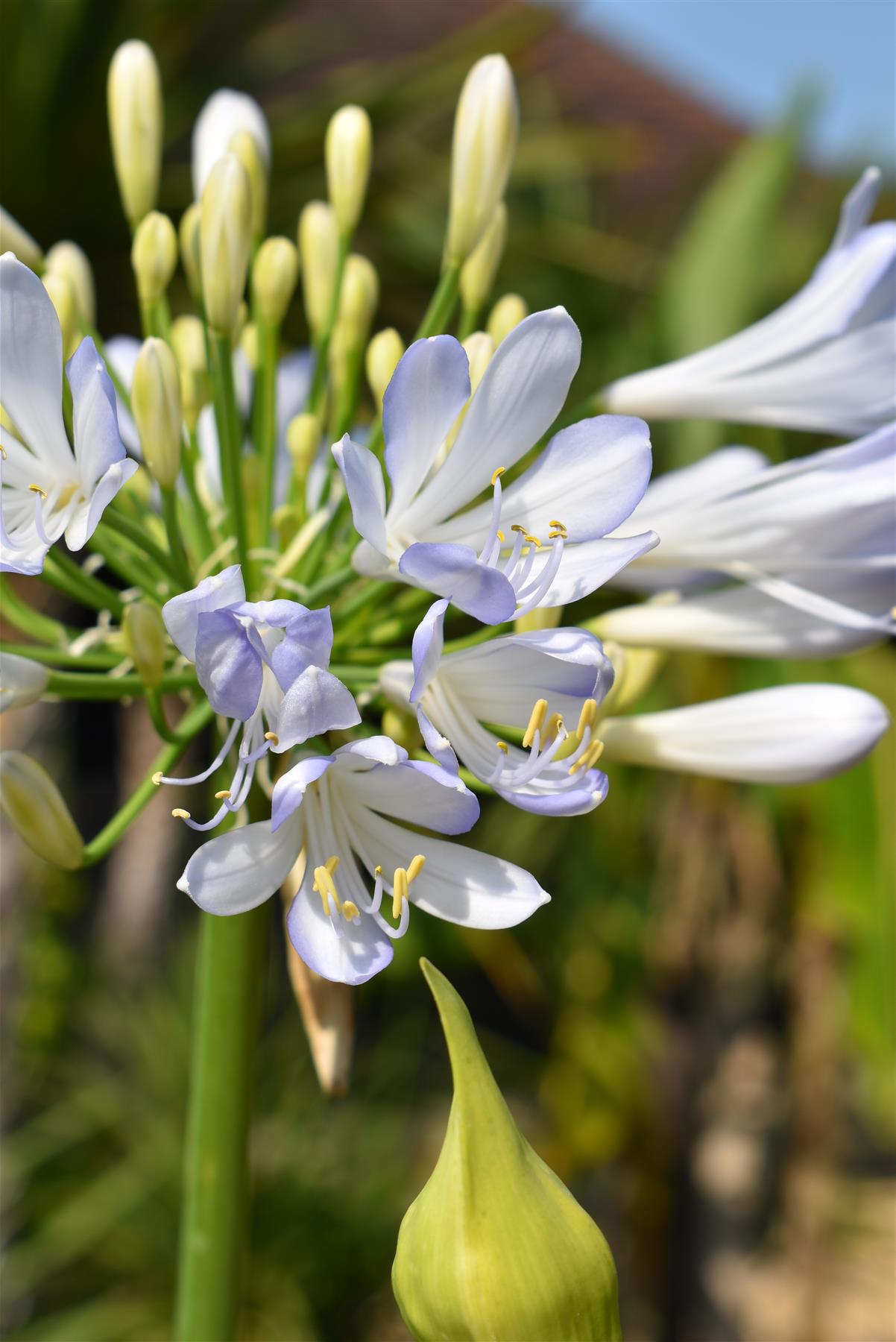 Agapanthus | Lily of the Nile - 60-70cm, 25lt