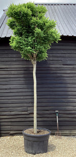 Robinia Pseudoacacia Umbraculifera | False Acacia - Height 450cm - Girth 20cm - Clear Stem - 230lt