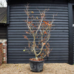 Acer japonicum 'Aconitifolium' | Downy Japanese maple - Specimen Tree - Height 260-280cm - 180lt