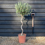Olive Tree | Olea Europea -Clear Spiral Stem 70-80cm - Height - 110-120cm - 10lt