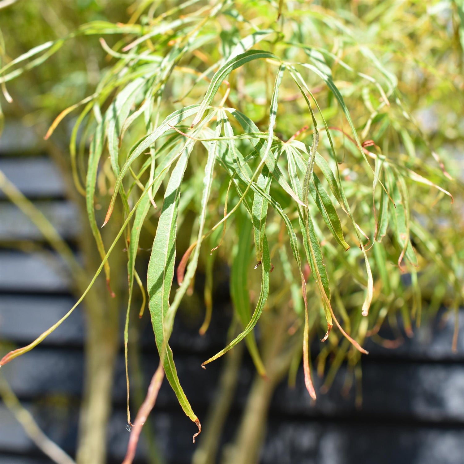 Acer palmatum 'Koto No Ito' | Japanese HarpStrings maple - Height 220-230cm - 80lt