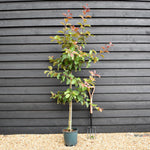 Crab apple | Malus Harry Baker - 160-180cm - 12lt