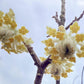 Edgeworthia chrysantha 'Grandiflora' - 80-100cm, 35lt