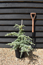 Cedrus libani | Cedar of Lebanon - Height 65cm - Width 40cm - 6lt