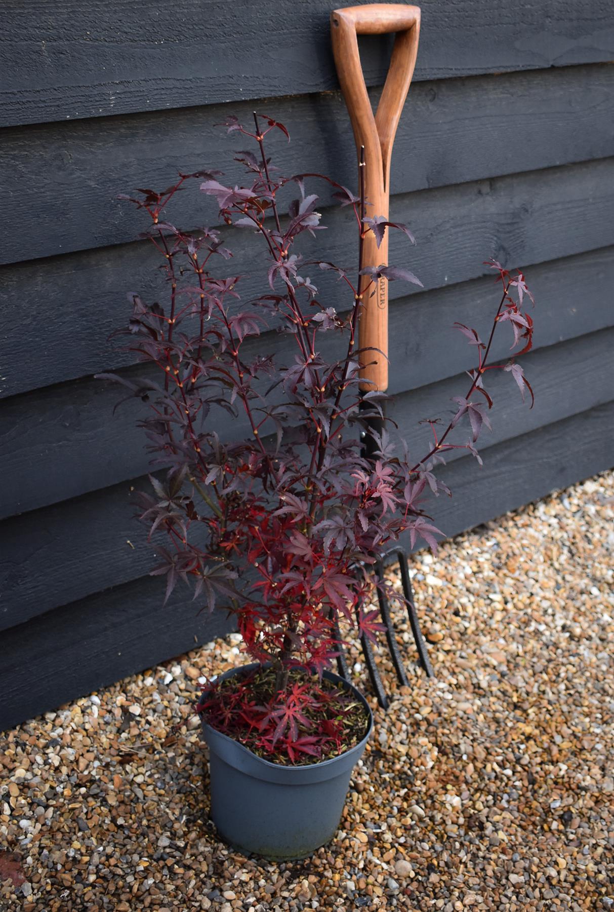 Japanese maple Skeeters Broom | Acer palmatum - Bushy - Height 110-130cm - 4lt
