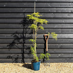 Sambucus Golden Tower - Height 180-200cm - 10lt