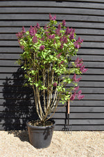 Syringa vulgaris 'Andenken an Ludwig Spath' - 200cm, 90lt