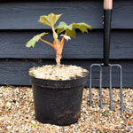 Tetrapanax papyrifera 'Rex' - Shrub - Height 60-80cm - 20lt