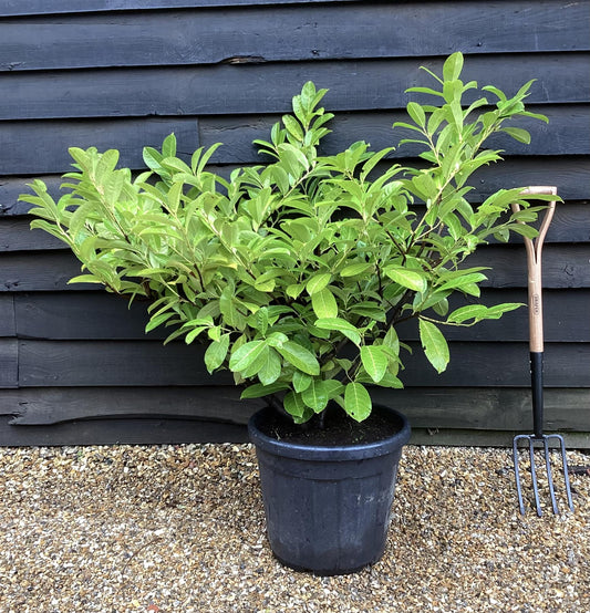 Cherry Laurel Hedging | Prunus laurocerasus Rotundifolia  - Pot Grown - 100-150cm - 20lt