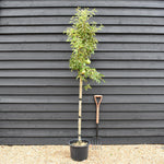 Pear 'Williams' Bon Chretien' | Pyrus communis - Half Standard - Height 160-180cm - 20lt