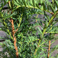 Taxus baccata | Common Yew - Bushy - 80-90cm - 12lt