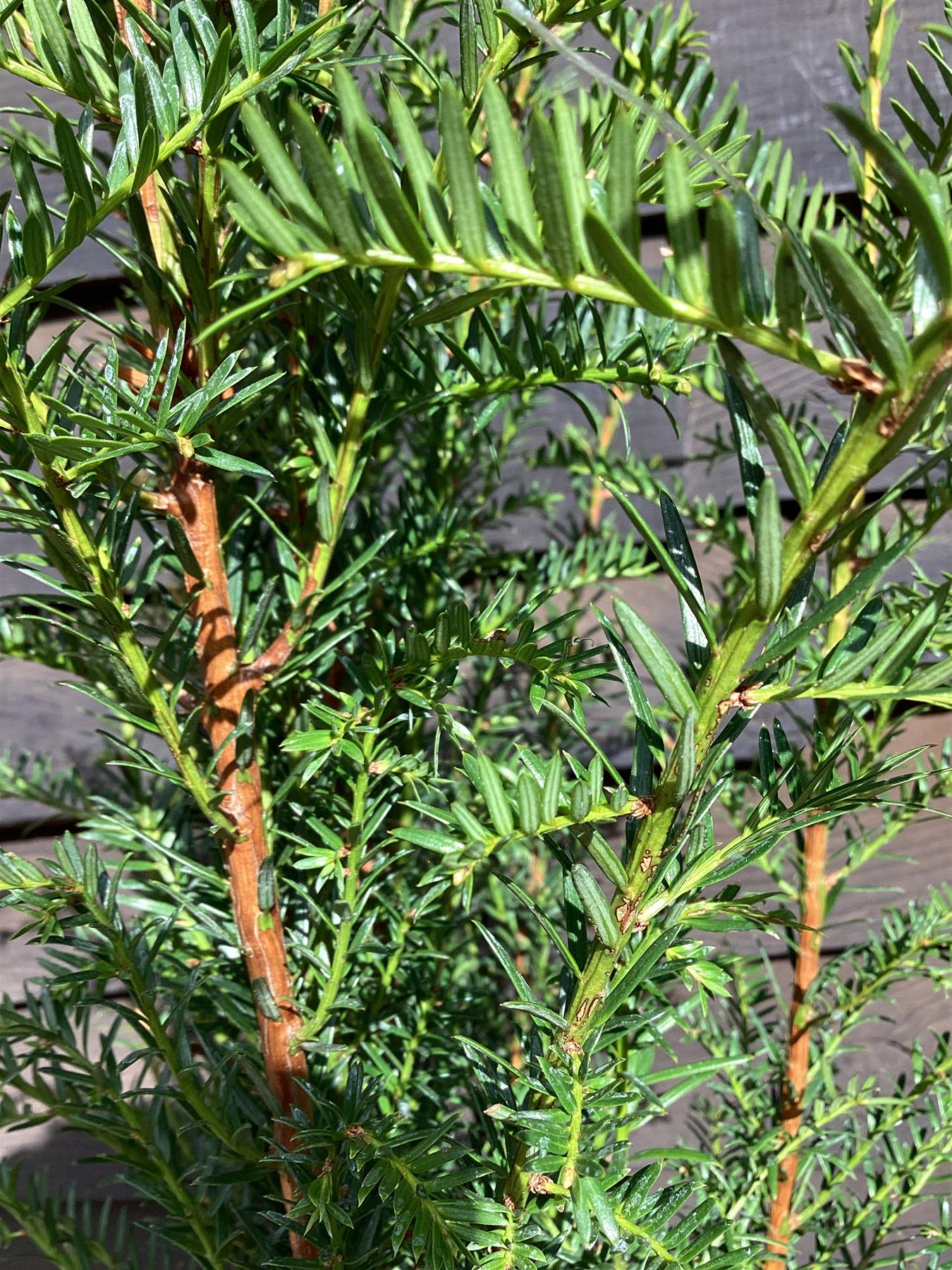 Taxus baccata | Common Yew - Bushy - 80-90cm - 12lt