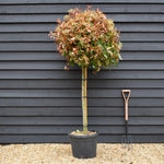 Photinia Red Robin | Christmas berry 'Red Robin' - Half Standard - Clear Stem 90-100cm - Height 170-180cm - 45lt