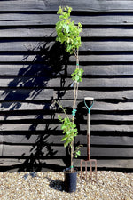 Grape Vine | Vitis Vinifera 'Superior' - Cane - 5lt