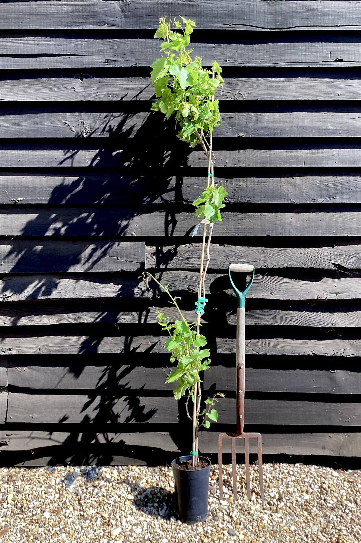 Grape Vine | Vitis Vinifera 'Superior' - Cane - 5lt