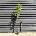 Sorbus 'Joseph Rock' | Mountain Ash 'Joseph Rock' - Height 180-220cm, 10lt