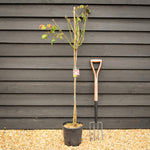 Rose 'Bianco Sfumato Rosso' - Clear Stem 80-90cm - Height 130-160cm - 18lt