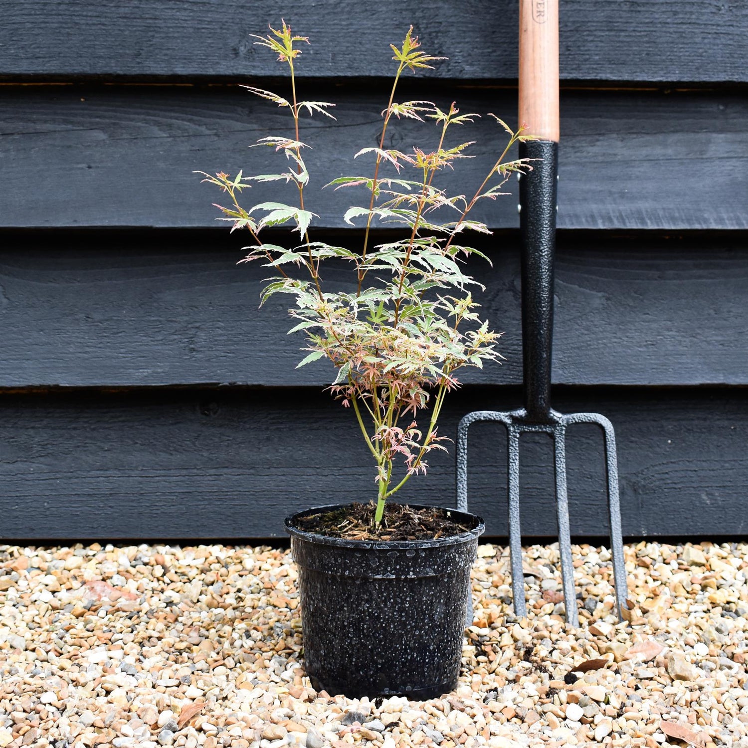 Acer palmatum 'Iyoshi' | Japanese Maple - Height 25-45cm - 2lt