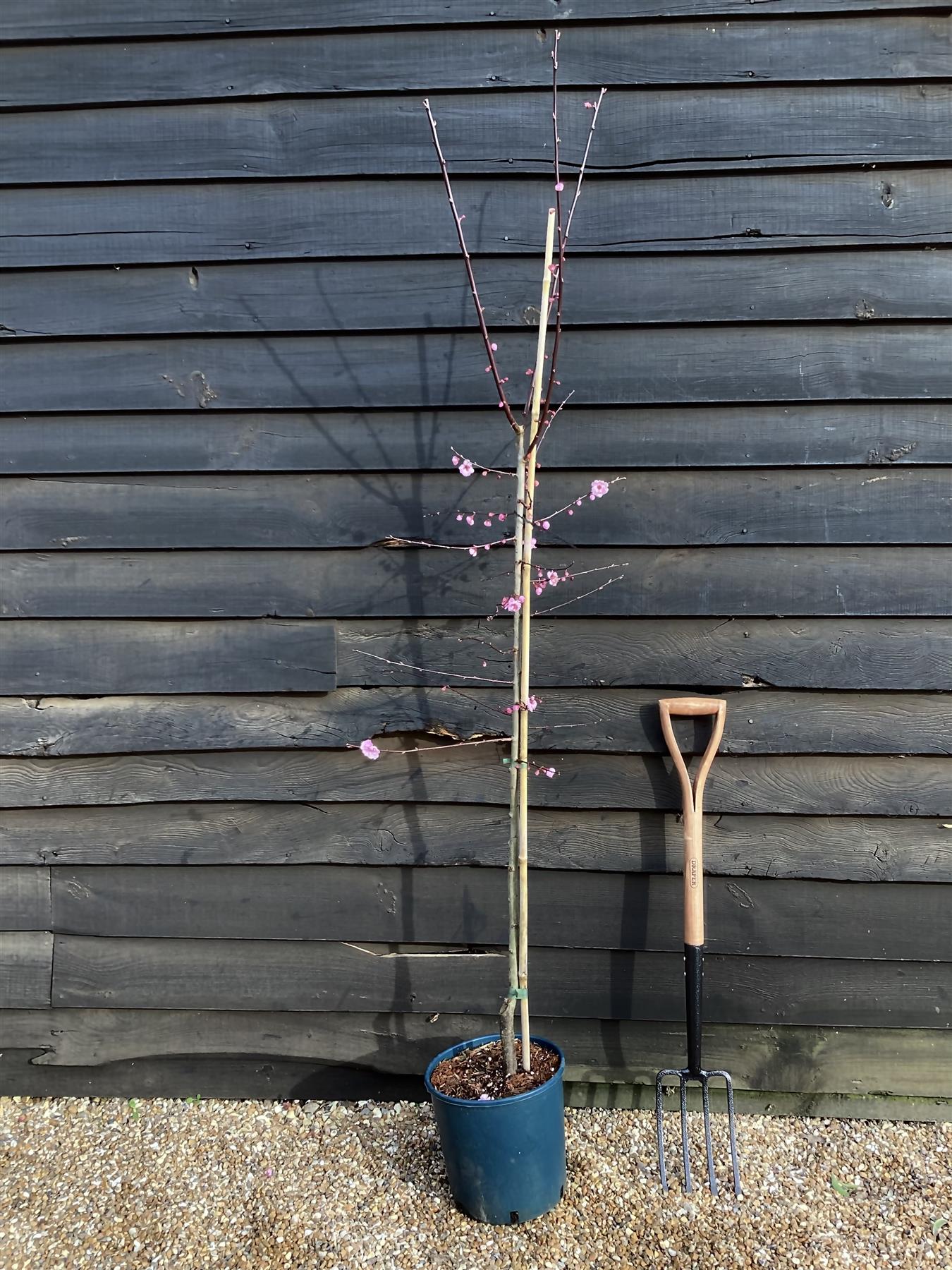 Prunus x blireana | Blireana Plum - Height 150-180cm, 10lt