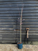 Prunus x blireana | Blireana Plum - Height 150-180cm, 10lt