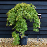 Acer palmatum dissectum 'Virdis' | laceleaf Japanese maple - Clear Stem 75-85cm - Height 100-120cm - 25lt