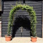 Star Jasmine | Trachelospermum jasminoides - Arch - Height 220cm-70lt
