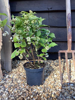Callicarpa bodinieri 'Snowstar' | White Beauty Berry - 60-70cm, 3lt