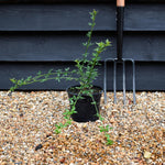 Jasminum nudiflorum - Height 15-35cm - Climber - 2lt