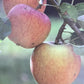 Apple tree 'Cox Orange Pippin' | Malus domestica - MM106 - Semi-Dwarfing - 150-160cm - 10lt