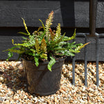 Dryopteris atrata | Black Fern - Ferns - Perennial 3lt