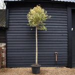 Ligustrum lucidum 'Excelsum Superbum' | Chinese privet 'Excelsum Superbum' - Standard - Clear Stem 190cm - Girth 10-12cm - Height 300-320cm - 55lt