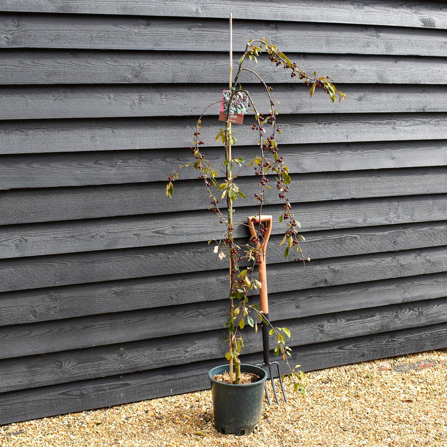 Malus Royal Beauty | Purple Weeping Crab Apple Tree - 1700-200cm, 10lt