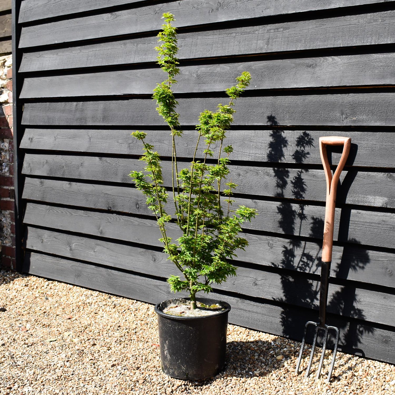 Acer palmatum 'Crispifolium'  (Shishi Gashira Maple) - Height 100-110cm - 20lt