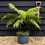 Dicksonia antarctica | Australian tree fern - Height 140-160cm - 30lt