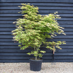 Acer palmatum 'Kogane Nishiki' | Japanese maple Golden Brocade - Height 200-220cm - 70lt