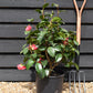Camellia japonica 'Odoratissima' - 60-70cm - 12lt