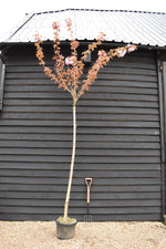 Prunus 'Kanzan' Standard | Cherry ‘Kanzan’ Girth 10 - 12cm - 220-240cm, 45lt